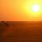 Giraf in de woestijn - Traan en een Lach