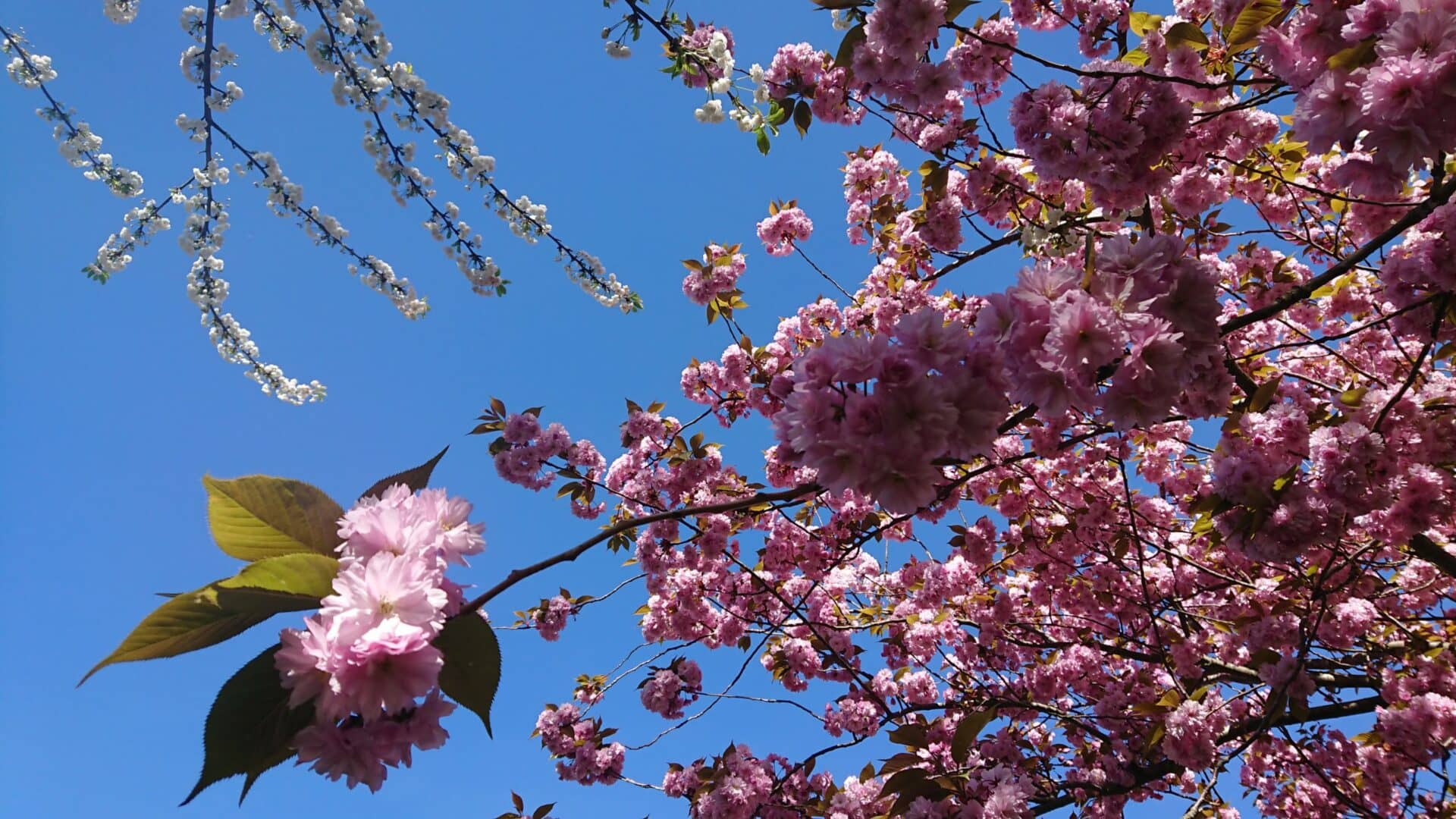 Prunus bloem in bloei - Traan en een Lach