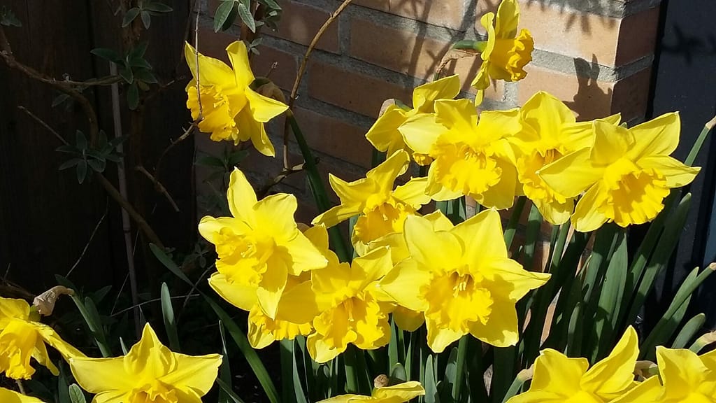 Narcissen in de tuin - de bloem van mams - Traan en een Lach