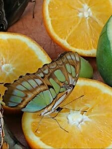 Vlinder op sinaasappel